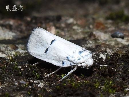 木蛾|木蛾 Comocritis albicapilla Moriuti, 1974 [特有]